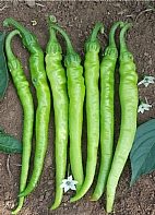 Tatl Sivri etinel 150